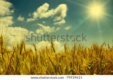 field of wheat sunlit