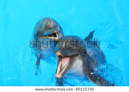 Two dolphins swim in the pool Royalty-Free Stock Photo #80125330
