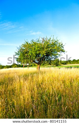 beautiful typical speierling apple tree in meadow for the famous german drink applewine
