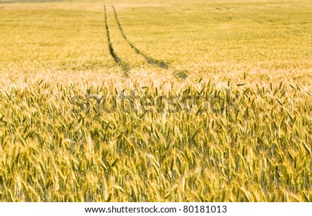 Agricultural field on which already turned yellow wheat grows (Mature wheat)