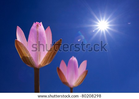 Pink lotus on spring background