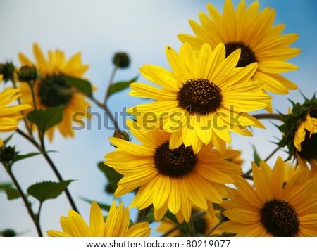 "Black-Eyed Susan" " Rudbeckia hirta"  lit by the sun with a beautiful blue sky backgroud outside one spring afternoon