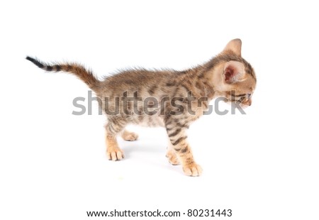 Cute bengal kitten isolated on white background