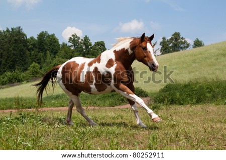 Paint horse running on meadow Royalty-Free Stock Photo #80252911