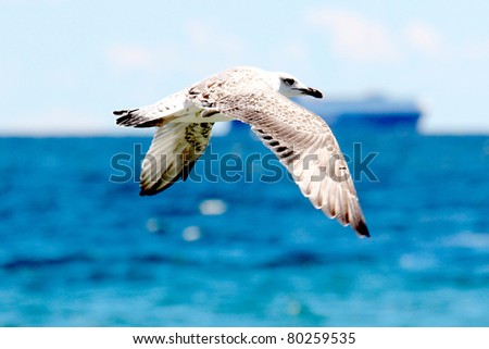 seagull flies over the sea