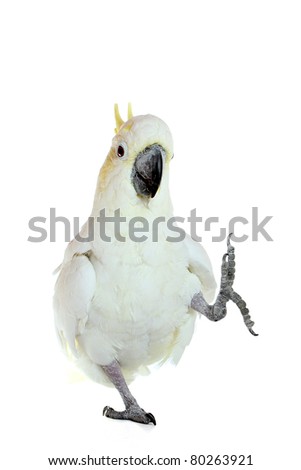 Sulphur-crested Cockatoo - Cacatua galerita in front of a white background Royalty-Free Stock Photo #80263921