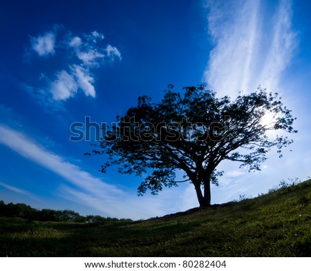 silhouette of single tree