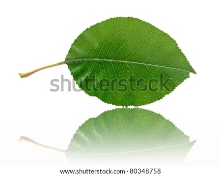 A leaf isolated against a white background