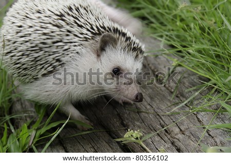 african pygmy hedgehog on log