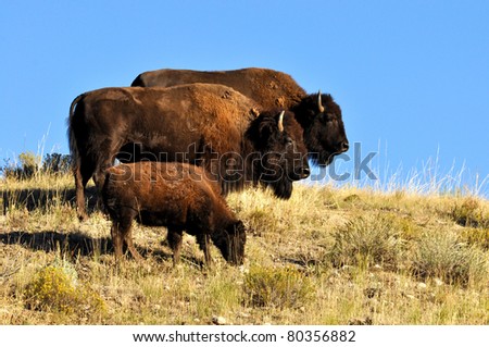 Buffalo (bison) family, Wyoming on the National Elk Refuge Royalty-Free Stock Photo #80356882