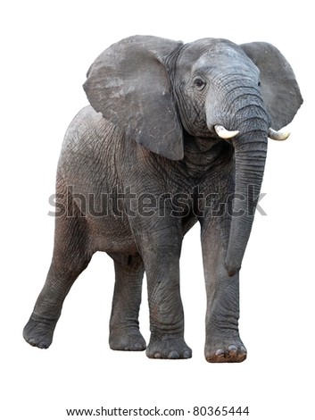 African Elephant - Isolated