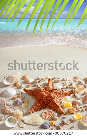 beach sand starfish caribbean tropical sea summer vacation background [Photo Illustration]