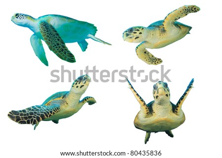 Sea Turtles on White Background. Top left is a Green Turtle (Chelonia mydas), other three are Hawksbill Turtles (Eretmochelys imbricata)