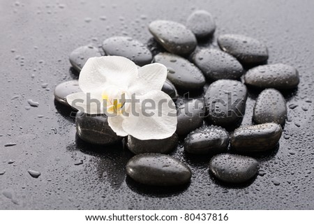 Macro of beautiful orchid on wet pebble