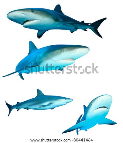 Caribbean Reef Sharks (Carcharhinus perezii) isolated on white background