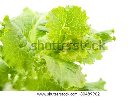 	lettuce leaves on a white background