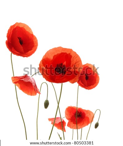 Poppy flowers isolated on white background