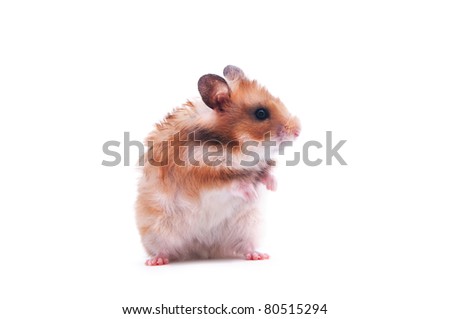 close up shot of a hamster isolated on white
