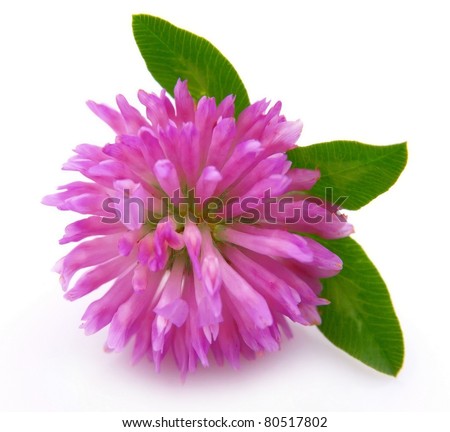 Red clover flower Royalty-Free Stock Photo #80517802