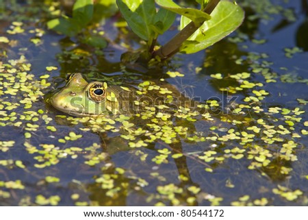 Common toad in water