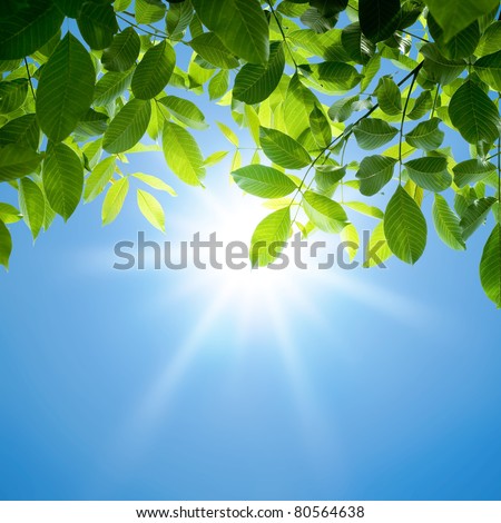 Green leaves and sun Royalty-Free Stock Photo #80564638