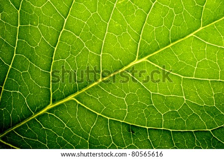 leaf texture Royalty-Free Stock Photo #80565616