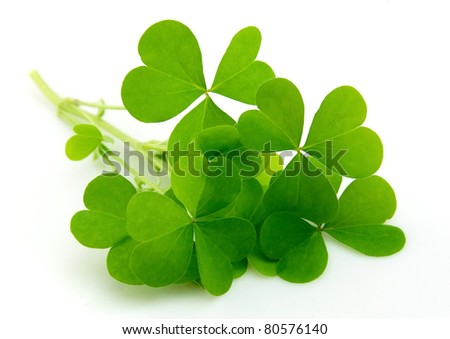 leaf clover isolated on white