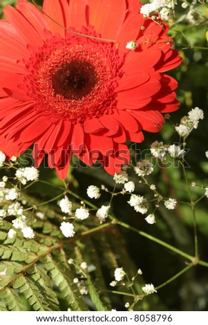 Red gerbera and fern, flower background