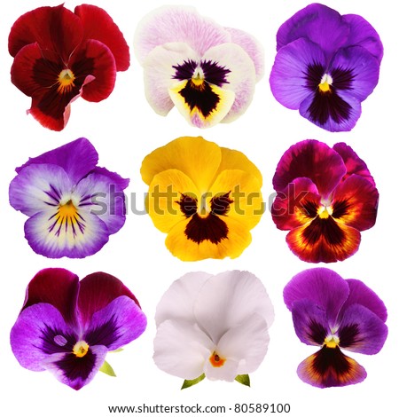 Nine different Pansies isolated on a white background