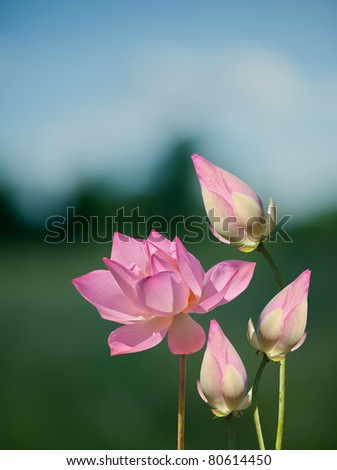 lotus aquatic flora on blur background