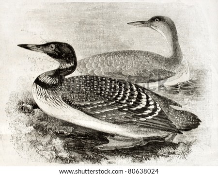 Old naturalistic illustration of Great Northern Loon (Gavia imber). By unidentified author, published on Magasin Pittoresque, Paris, 1850