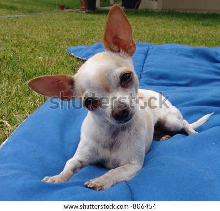 Chihuahua with twisted head