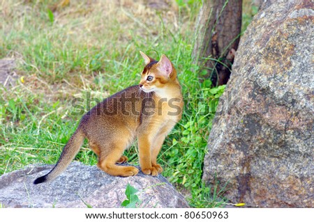 little cat of abyssinian over green grass background