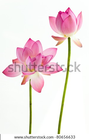Twain pink water lily flower (lotus) and white background. The lotus flower (water lily) is national flower for India. Lotus flower is a important symbol in Asian culture.