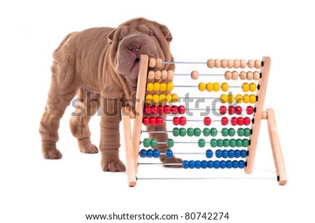 Shar-pei puppy is learning to count with Abacus, isolated on white background