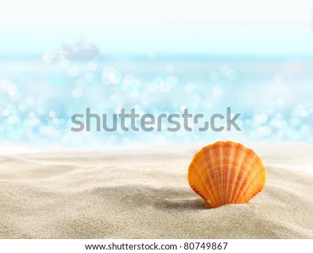 Shell on a sandy beach
