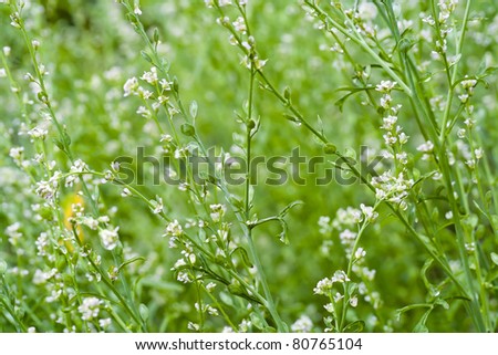 Pepperwort-salad grass plant with morning drops  background. Strong selective focus
