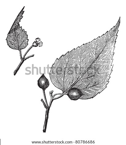 Virginia hackberry (Celtis occidentalis) or nettletree, vintage engraved illustration.  Trousset encyclopedia (1886 - 1891). Royalty-Free Stock Photo #80786686