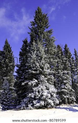 Fresh snow fall on the pine trees