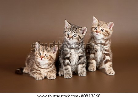 Several british kittens on brown background
