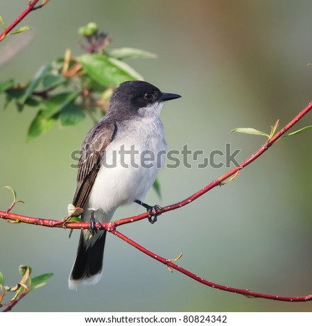 An Eastern Kingbird perched on a thin branch with a light green background.