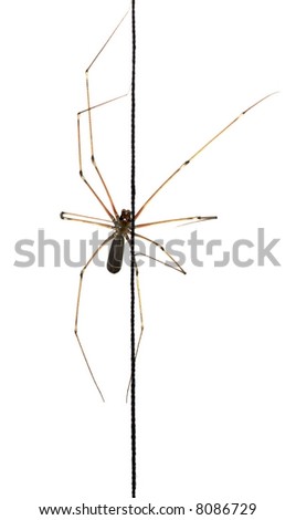 spider on the thread, white background