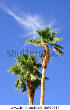 two palms against pretty blue sky with interesting cloud formation useful as a background