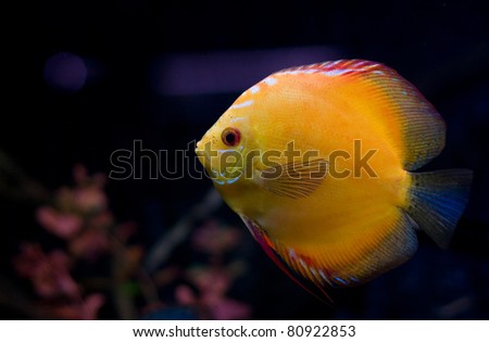 Orange aquarium fish