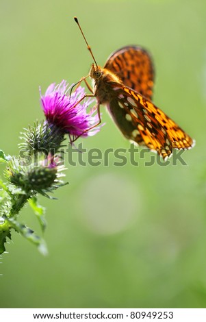 Thistle flower with Pallas's Fritillary (Argynnis laodice) butterfly
