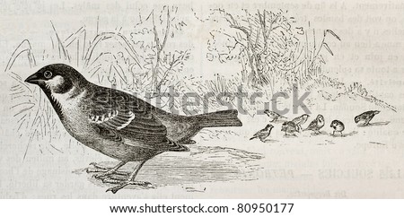 Old illustration of Eurasian Tree Sparrow (Passer montanus). By unidentified author, published on Merveilles de la Nature, Bailliere et fils, Paris, 1878