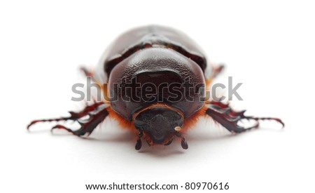  beetle
