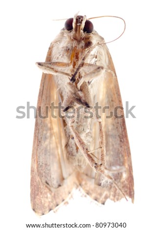 insect moth isolated