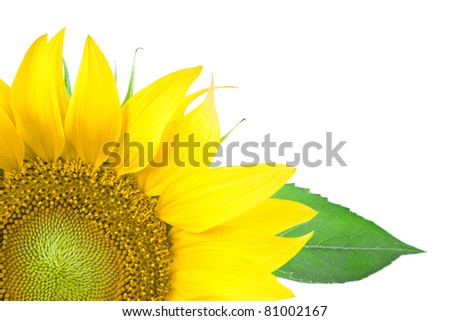 fragment of sunflower flower on a white background
