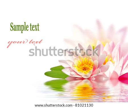 Pink lotus flower floating in water